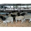 杜泊羊和小尾寒羊改良一代基础母羊多胎多肉耐粗饲长势快效益高