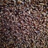 厂家供应紫麦1号黑小麦原粮 批发 散装黑小麦原粮紫麦原粮